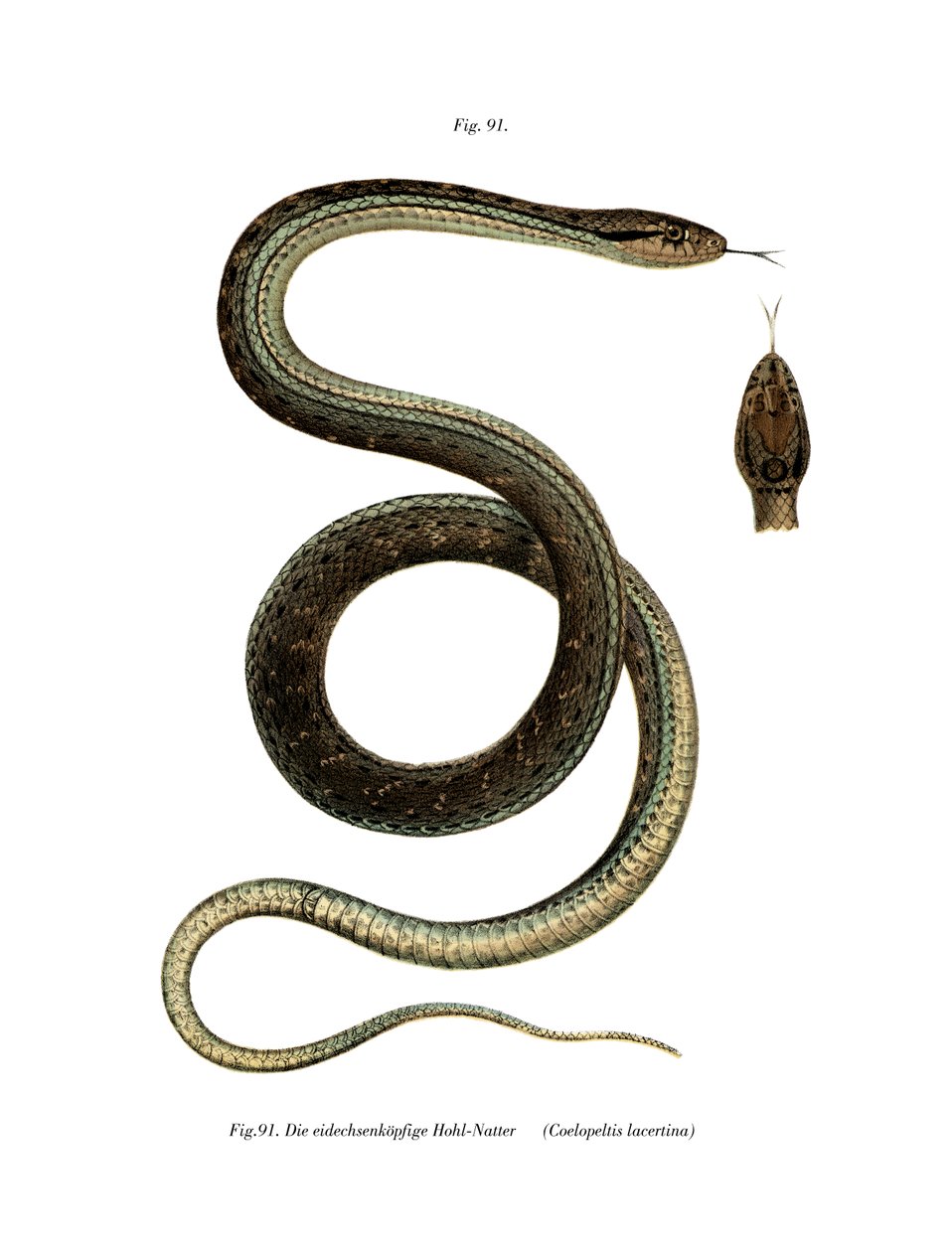 Montpellier Snake (farge litho) av German School