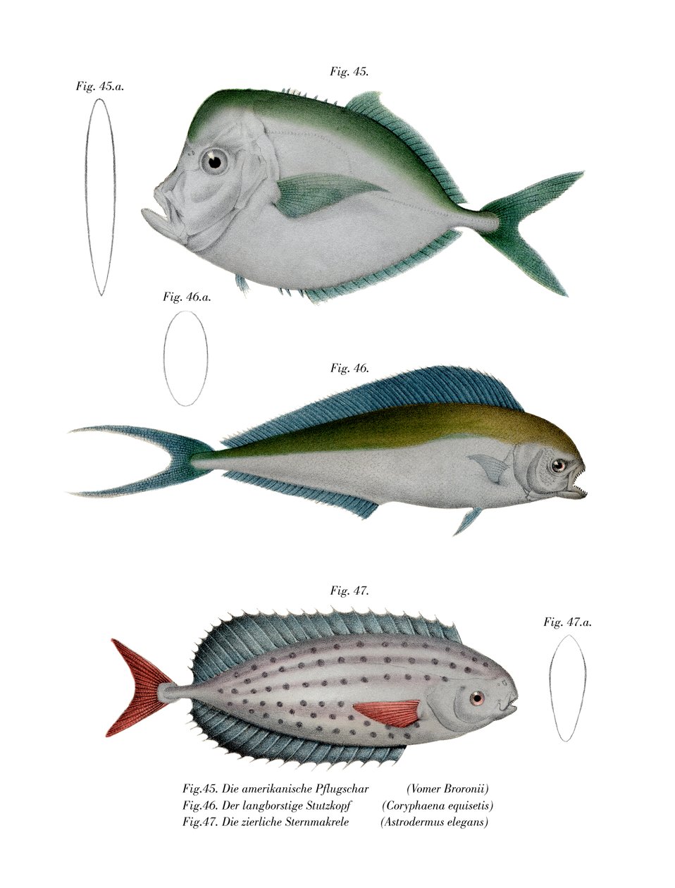 Månefisk (farge litho) av German School