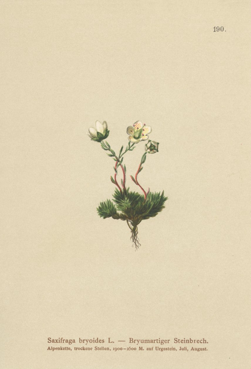 Mosebræk (Saxifraga bryoides) av German School