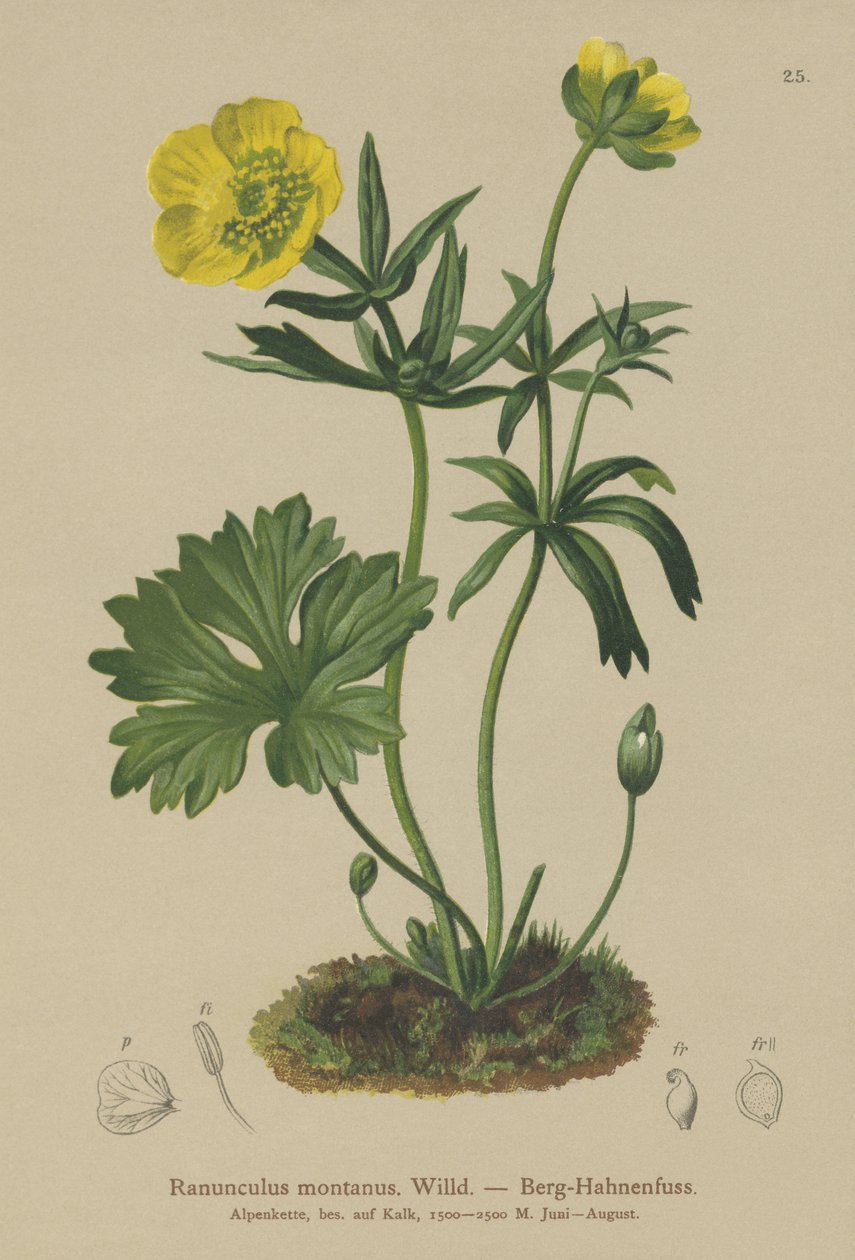 Fjellkråkefot (Ranunculus montanus) av German School