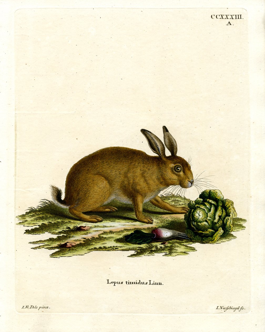 Fjellhare (farget gravering) av German School