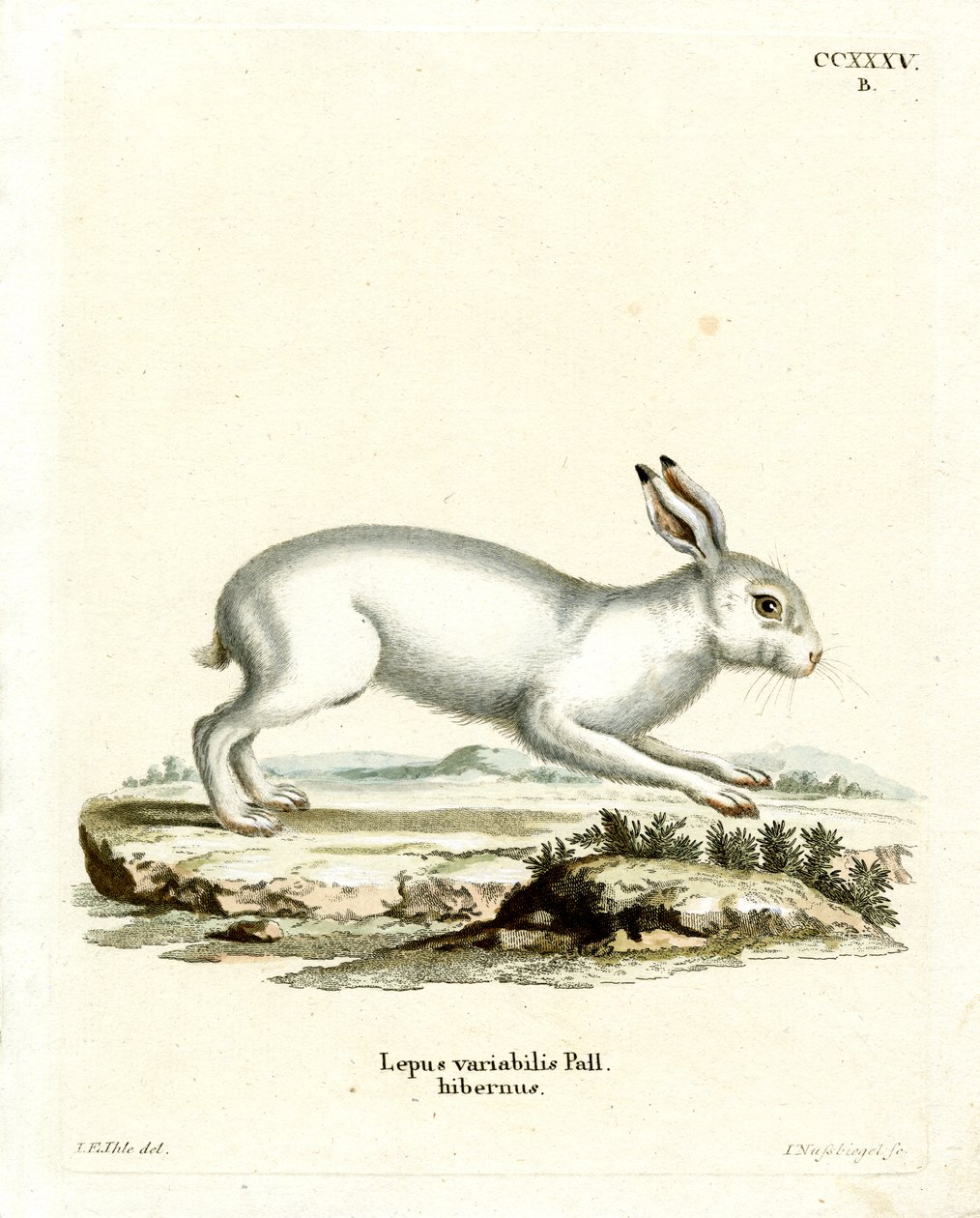 Fjellhare (farget gravering) av German School