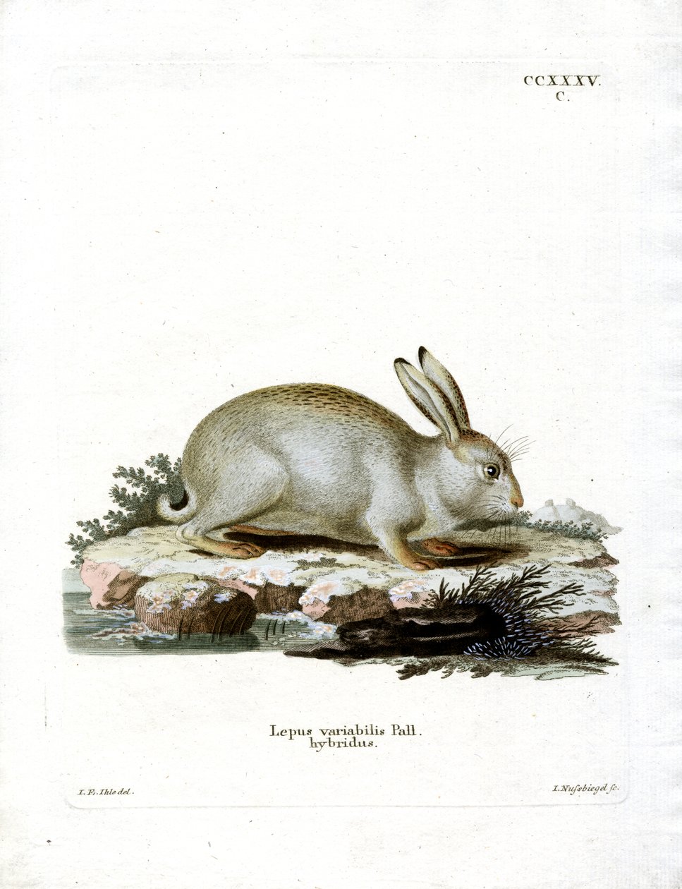 Fjellhare (farget gravering) av German School