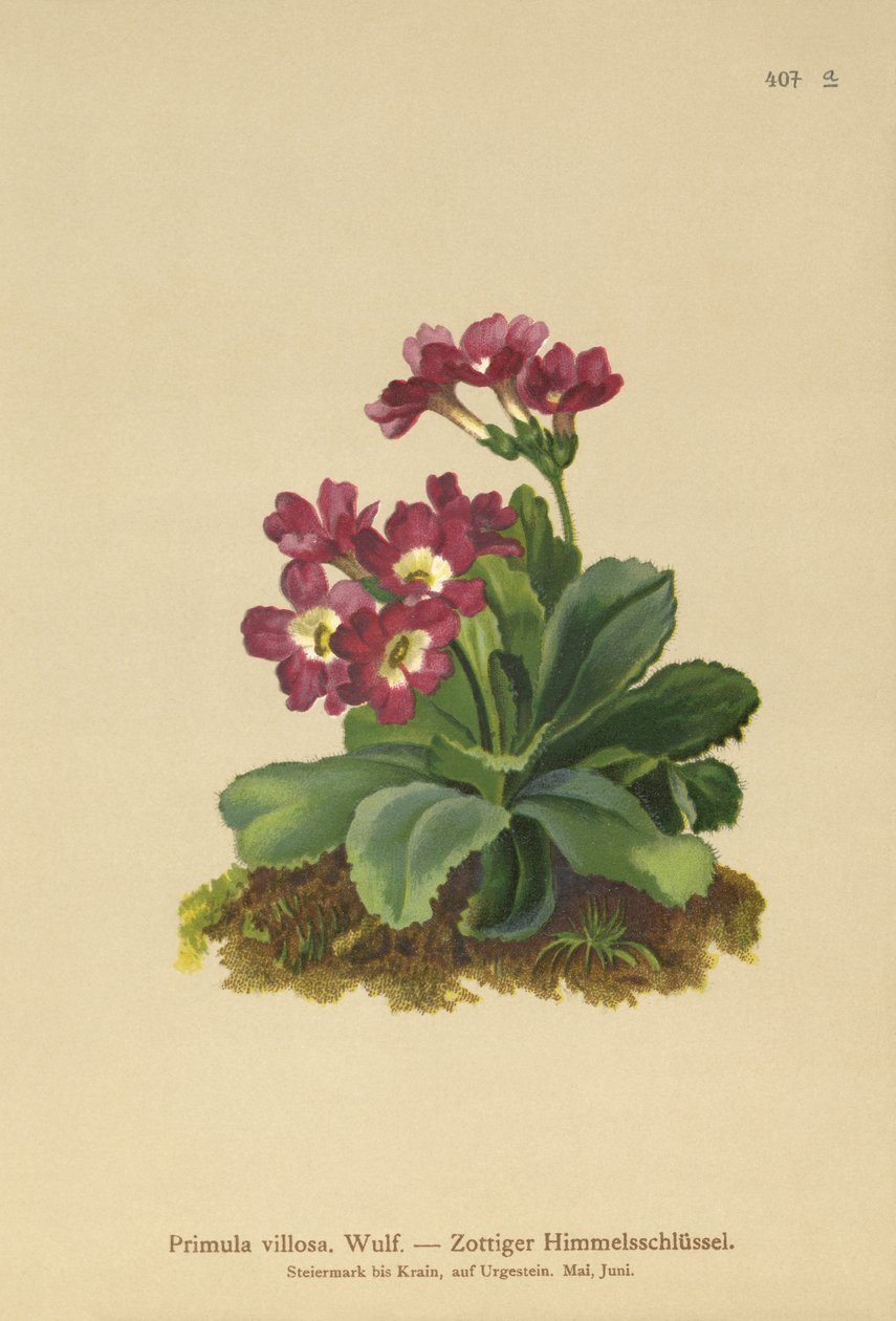 Fjell Primula (Primula villosa) av German School