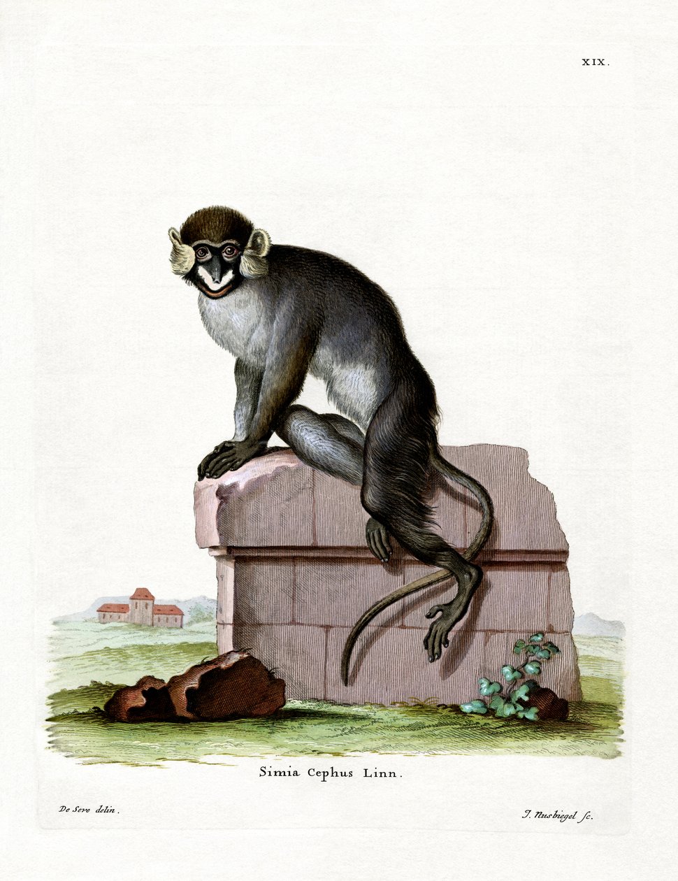 Moustached Guenon (farget gravering) av German School