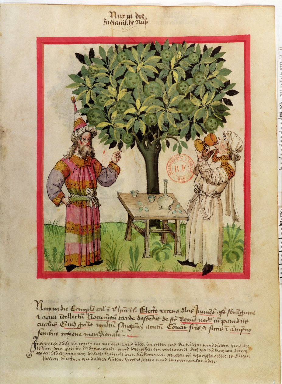 Ms.Lat.9333 fol.11 Harvesting Muskat, fra Tacuinum Sanitatis av German School