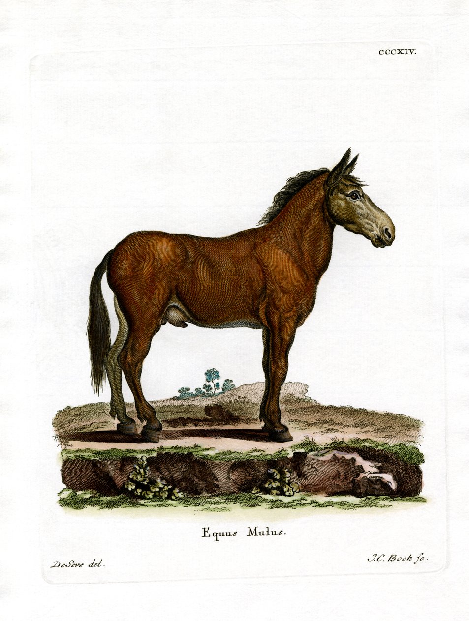 Mule (farget gravering) av German School