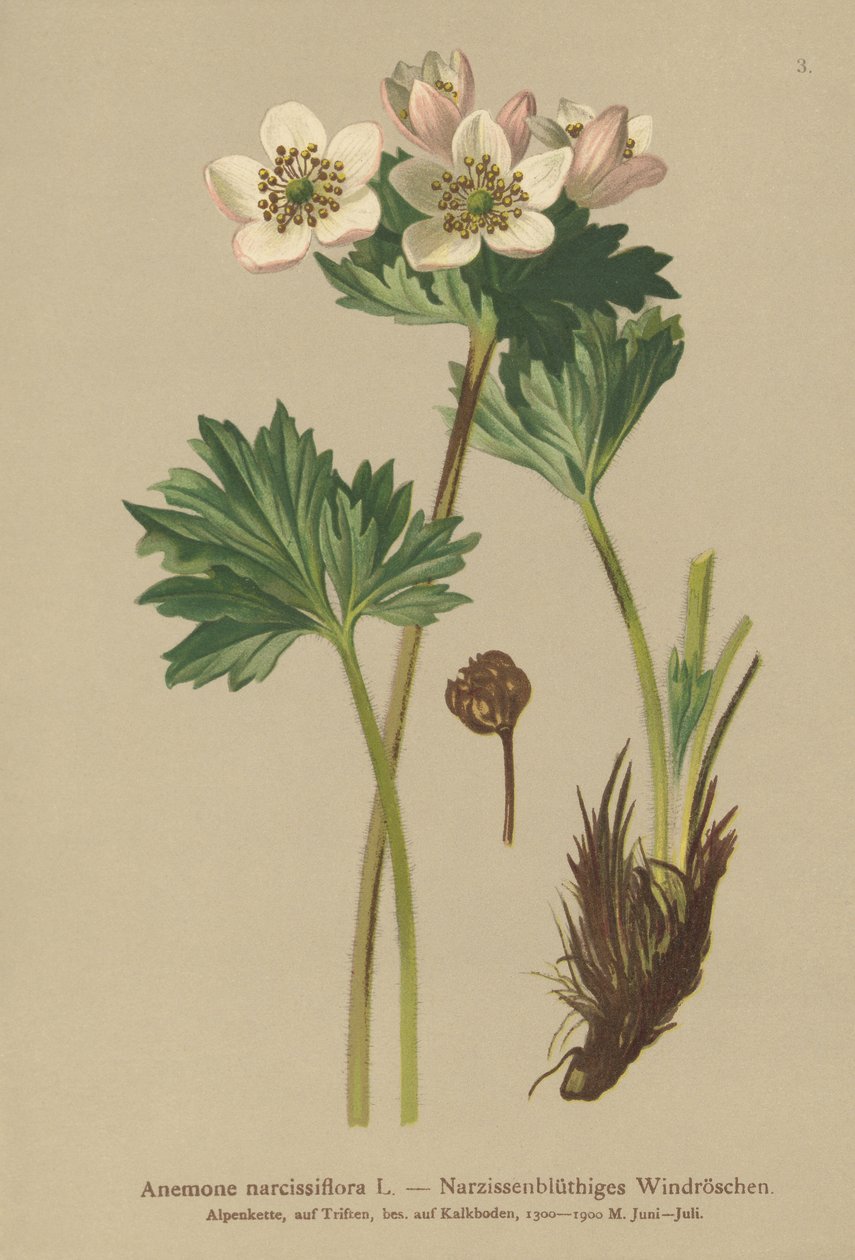 Narcissus-blomstrende anemone (Anemone narcissiflora) av German School