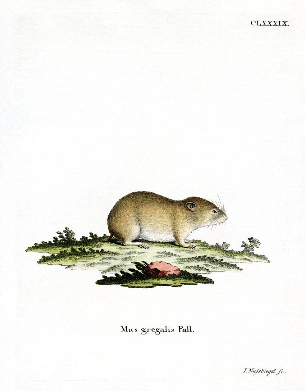 Smalhodet Vole (farget gravering) av German School