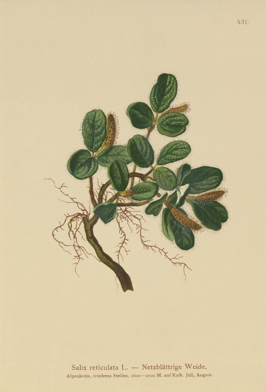 Nettbladpil (Salix reticulata) av German School