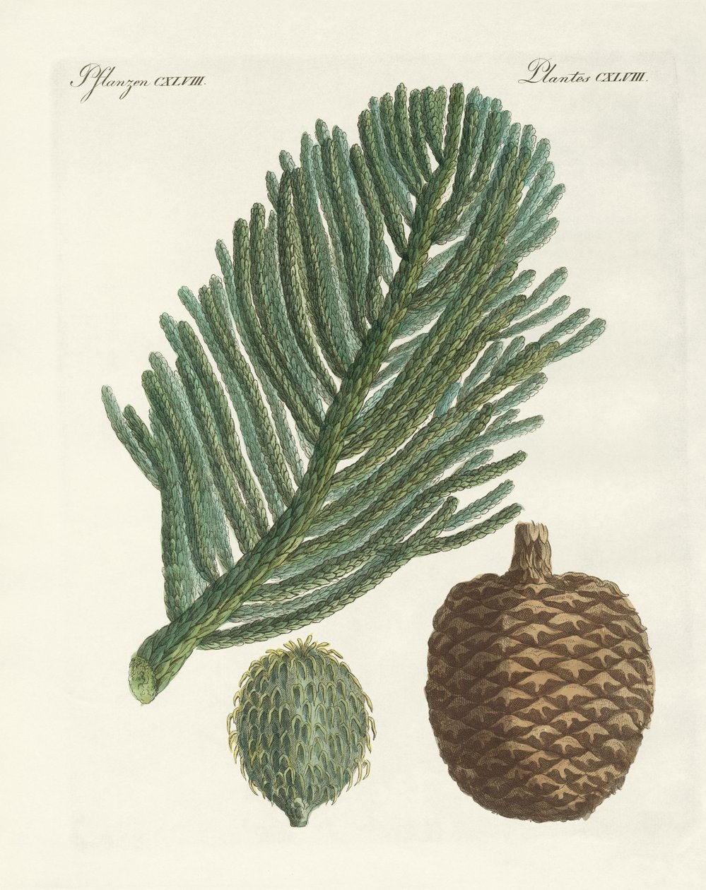 Norfolk Island Pine (farget gravering) av German School