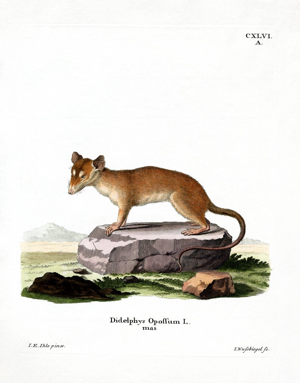 Nordamerikansk Opossum (farget gravering) av German School