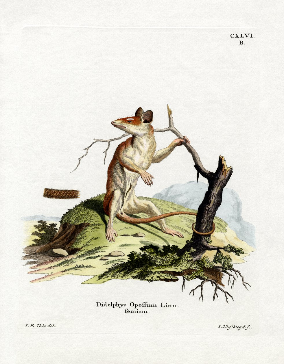 Nordamerikansk Opossum (farget gravering) av German School