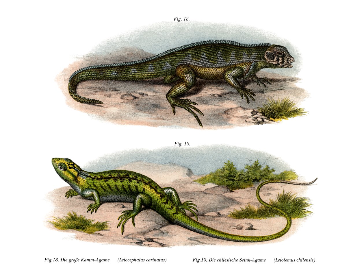 Northern Curly-tailed Lizard (farge litho) av German School