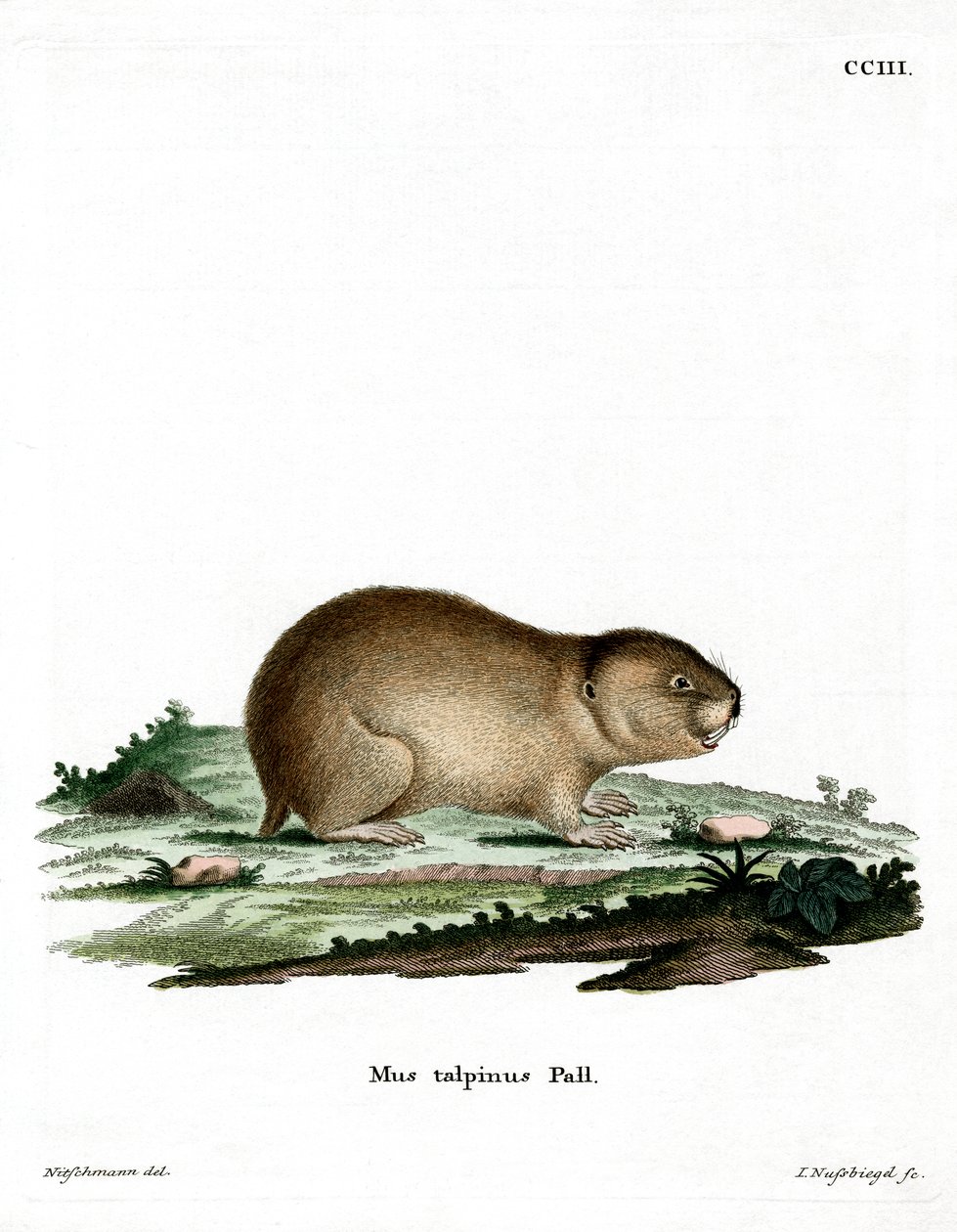 Northern Mole Vole (farget gravering) av German School