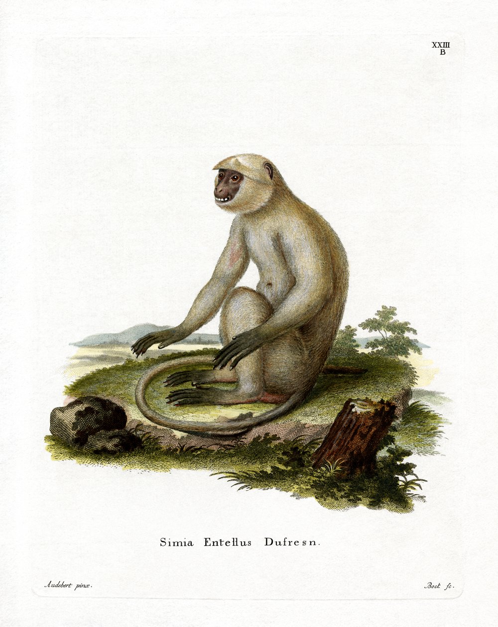 Northern Plains Grey Langur (farget gravering) av German School