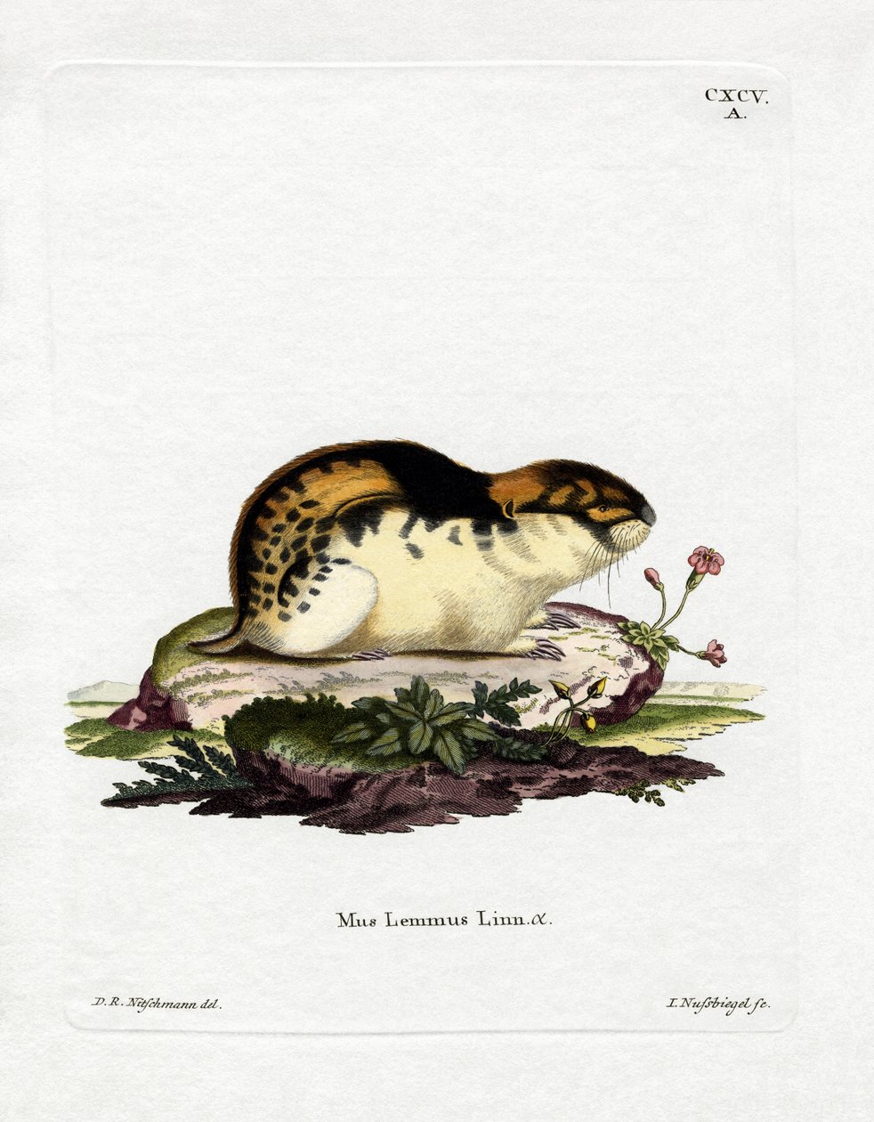 Norway Lemming (farget gravering) av German School