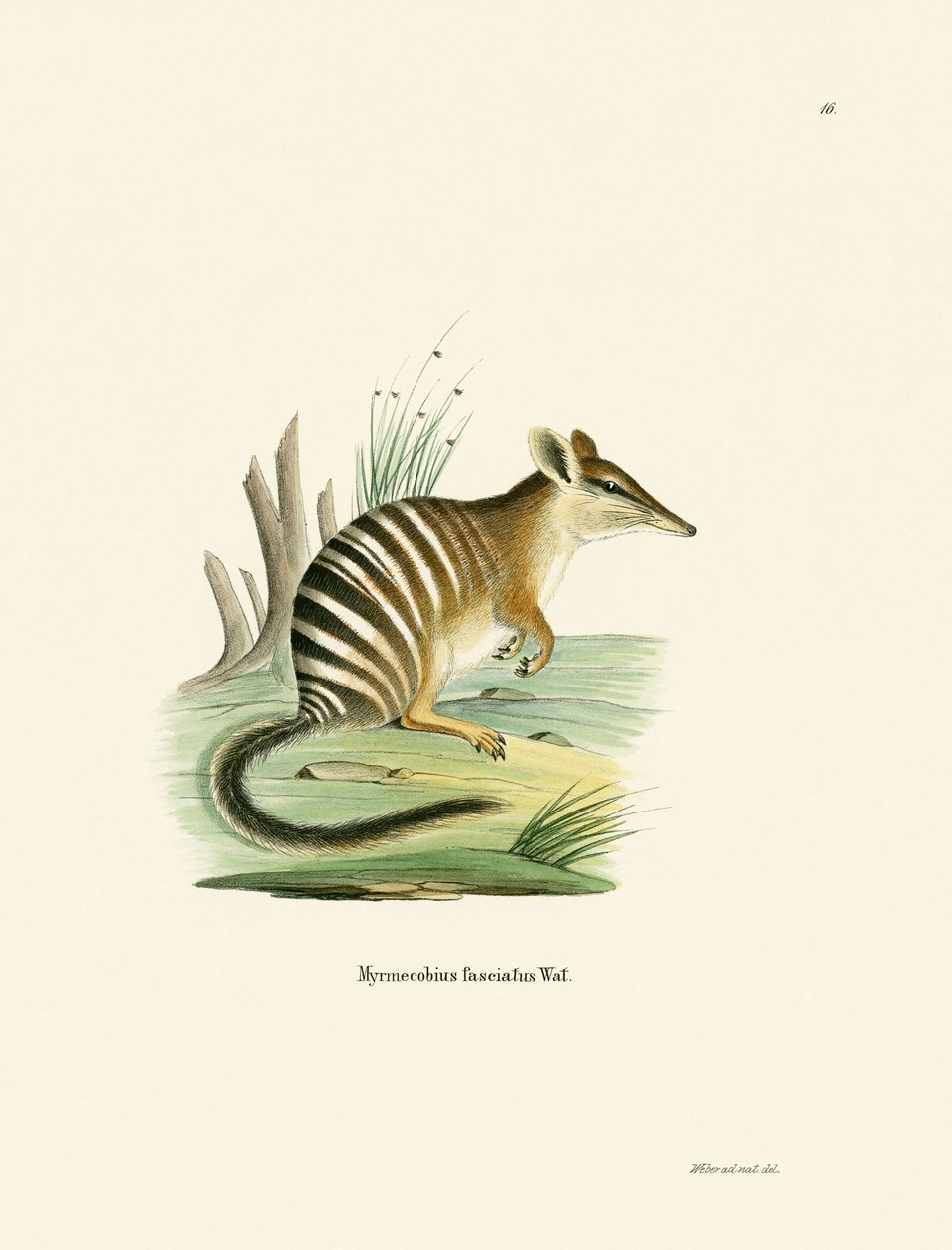 Numbat (farget gravering) av German School