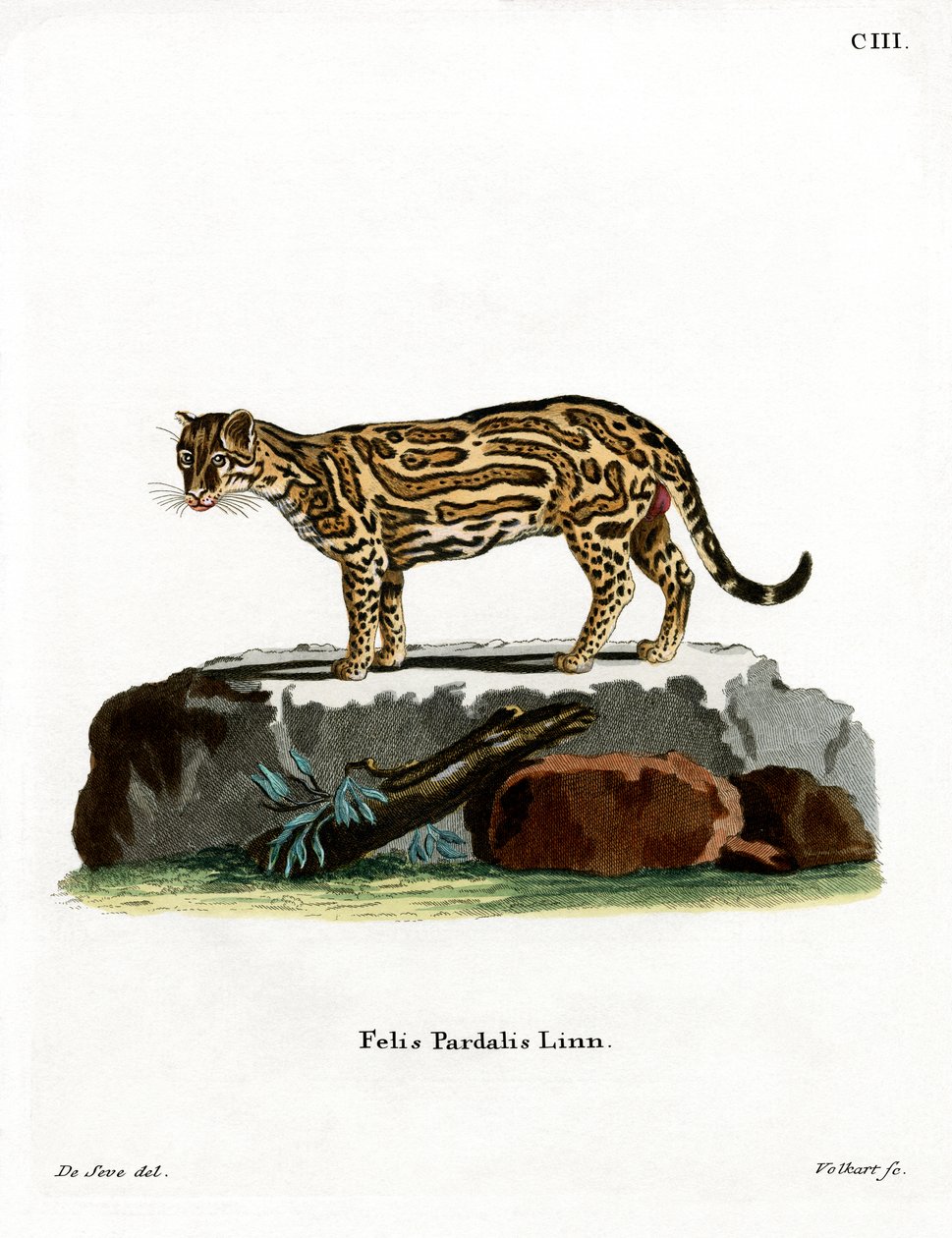Ocelot (farget gravering) av German School