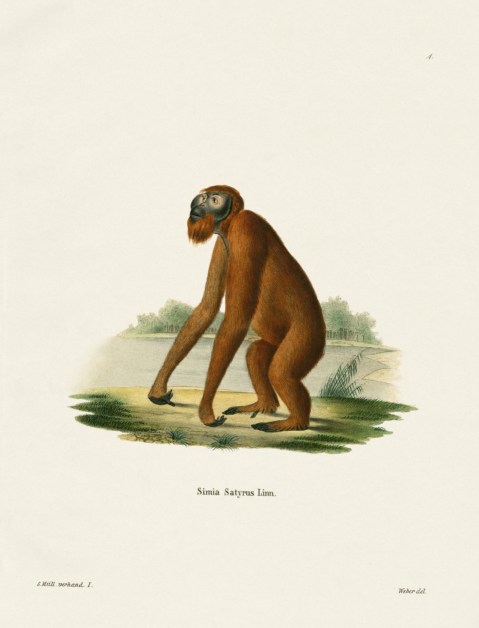 Orang-Outang (farget gravering) av German School