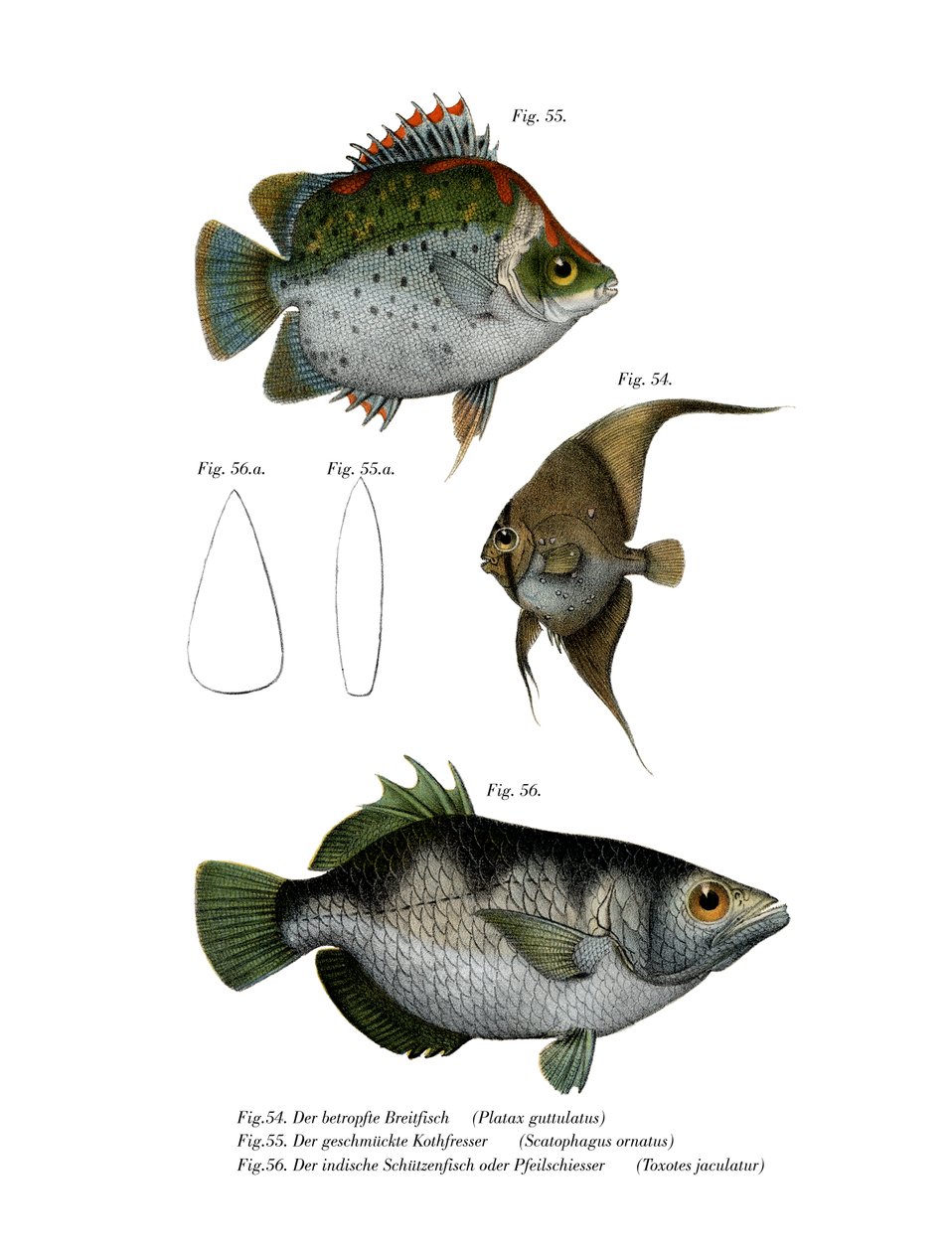 Orbikulert flaggermusfisk (farge litho) av German School