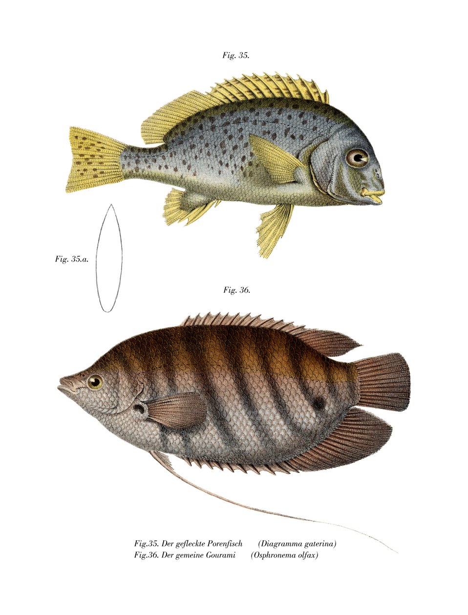 Malte Sweetlips (farge litho) av German School