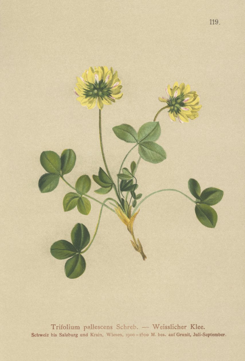 Blek kløver (Trifolium pallescens) av German School