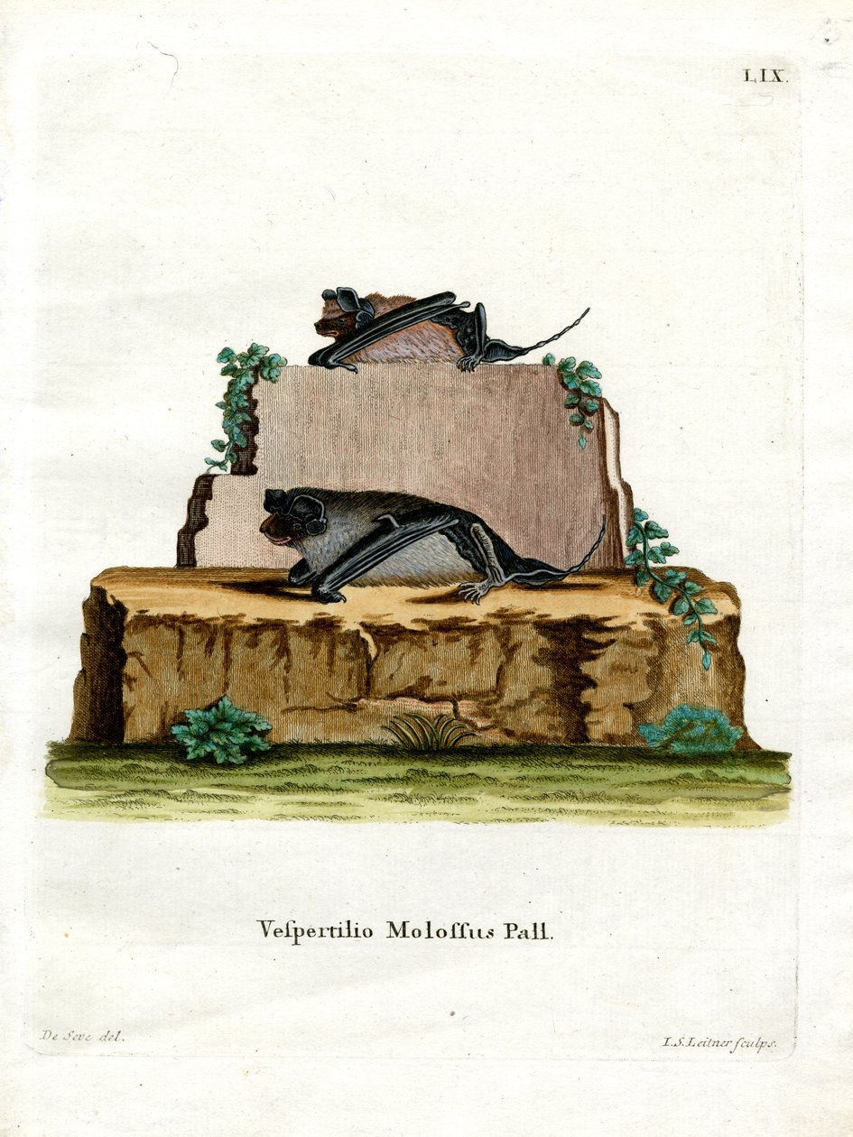 Pallas