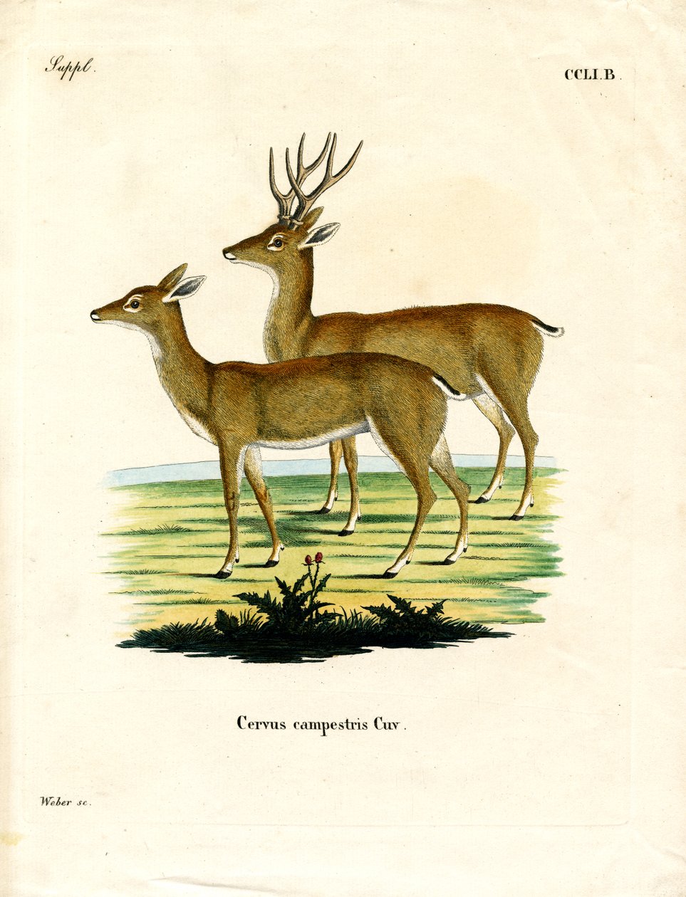 Pampas Deer (farget gravering) av German School