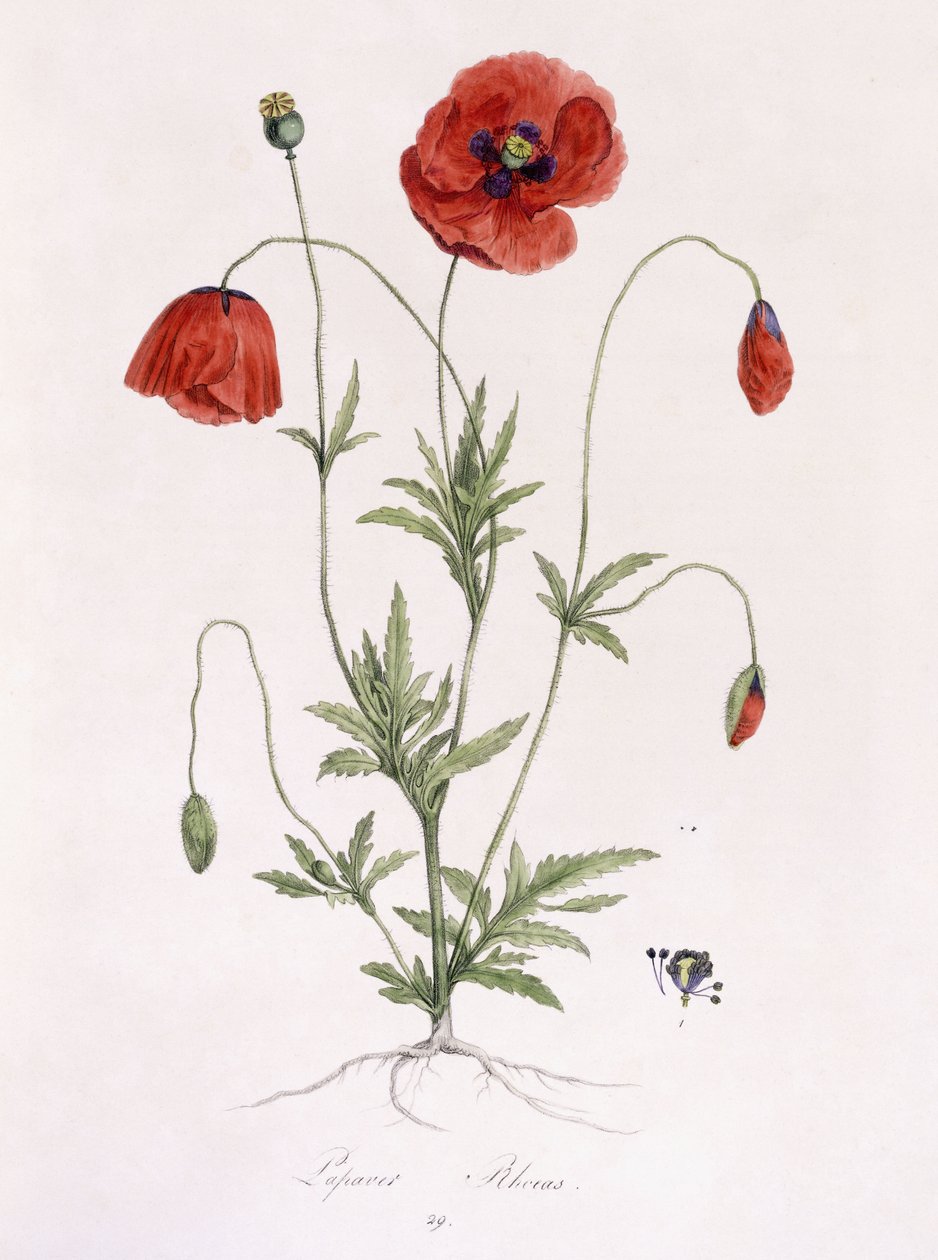 Papaver Rhoeas av German School