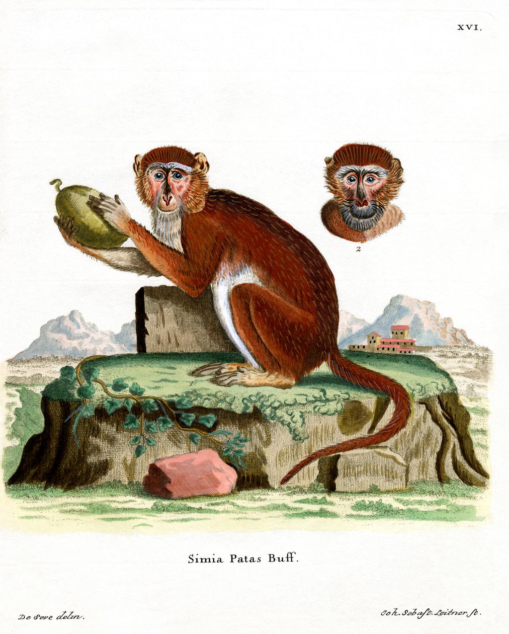 Patas Monkey (farget gravering) av German School