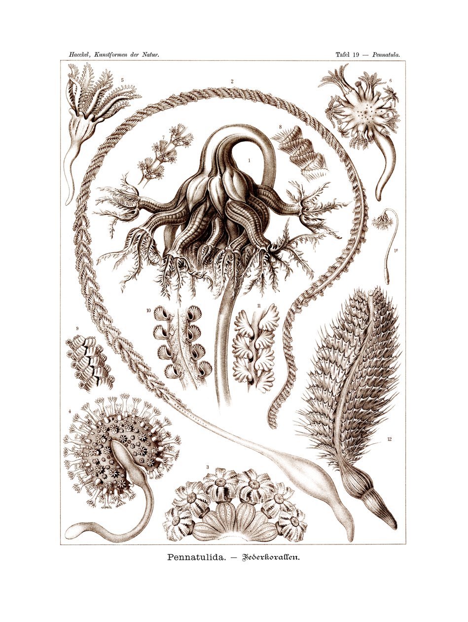 Pennatulida, 1899-1904 av German School