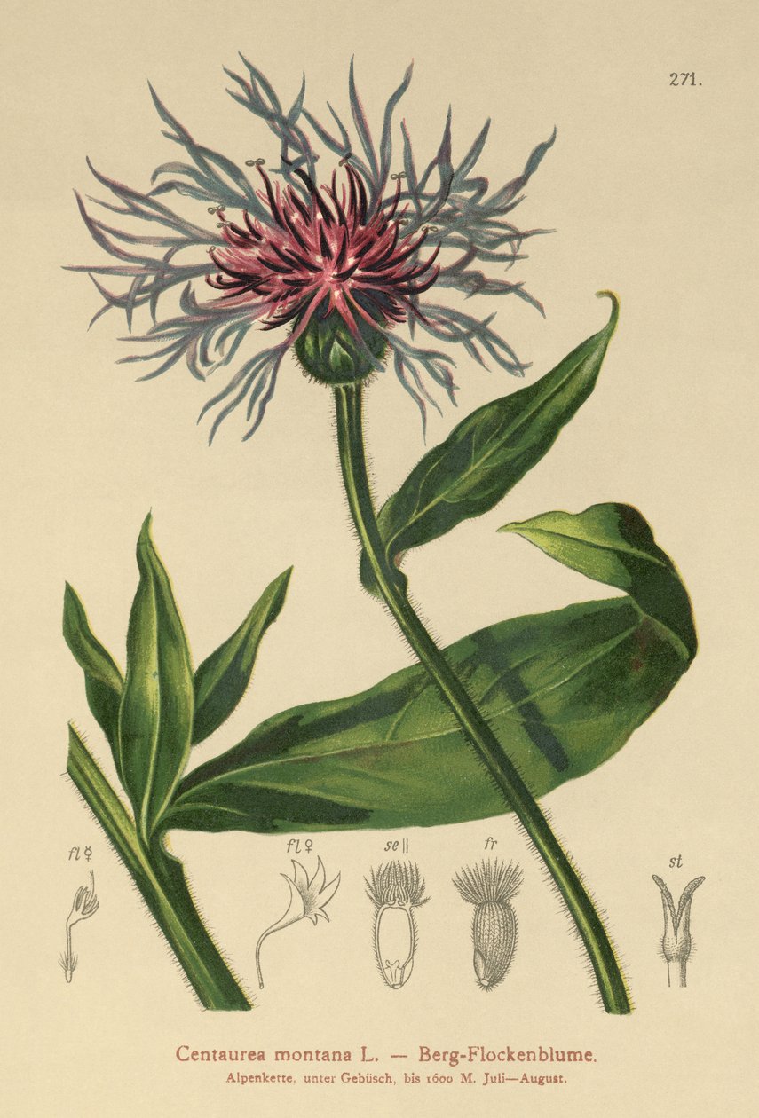 Flerårig kornblomst (Centaurea montana) av German School
