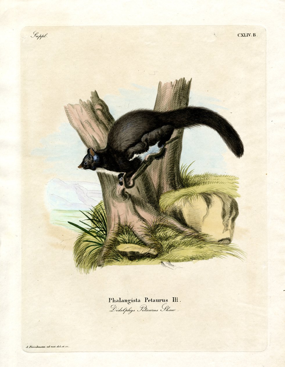 Petaurine Opossum (farget gravering) av German School