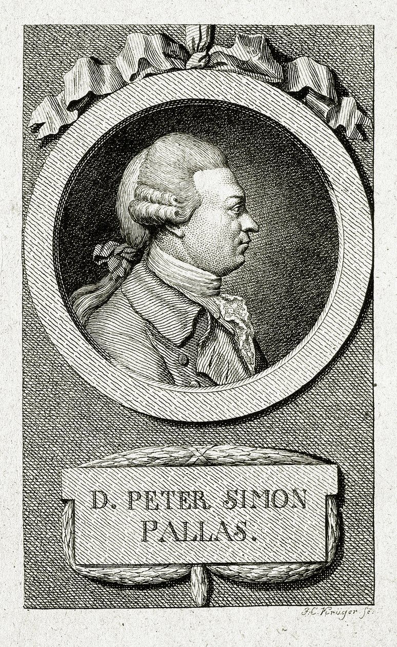 Peter Simon Pallas. (1741 – 1811) (Linjegravering) av German School