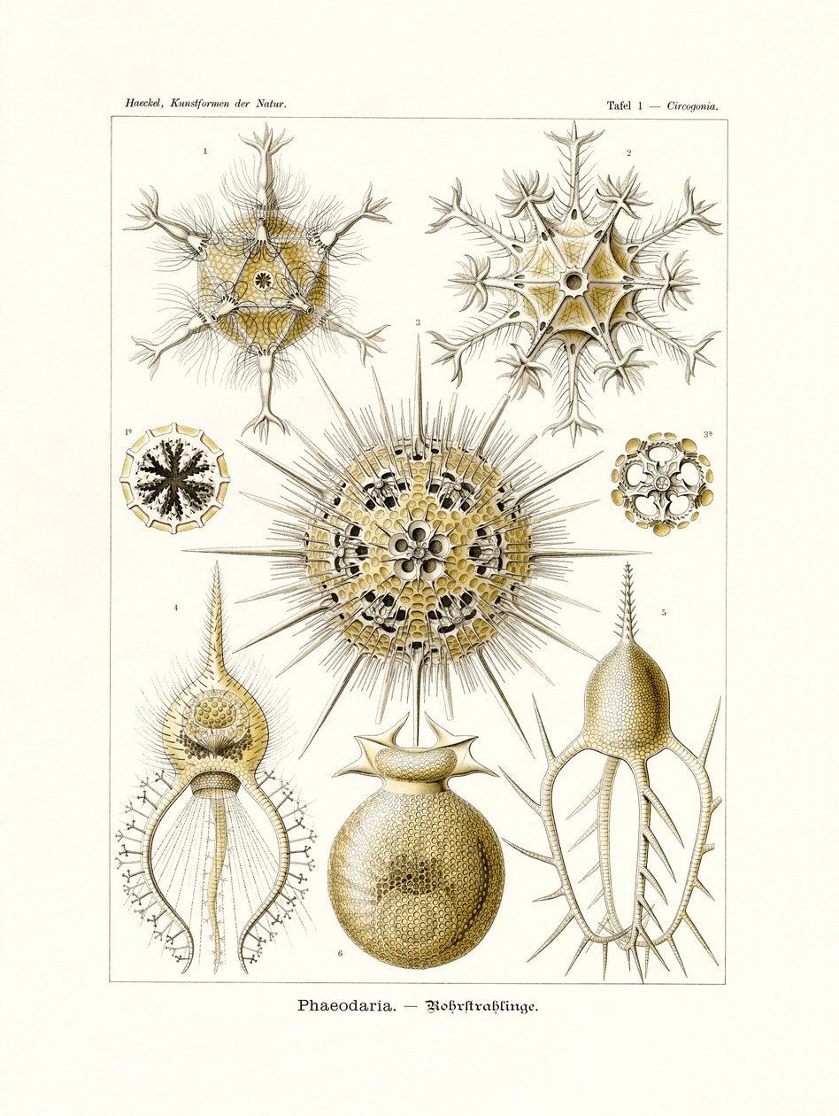 Phaeodaria, 1899-1904 av German School