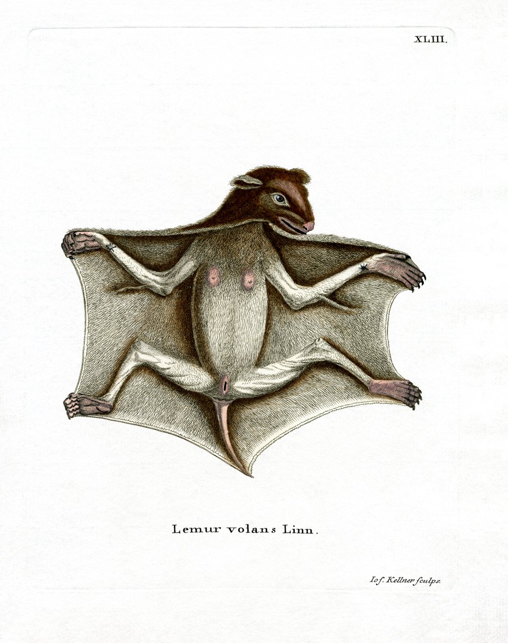 Philippine Flying Lemur (farget gravering) av German School