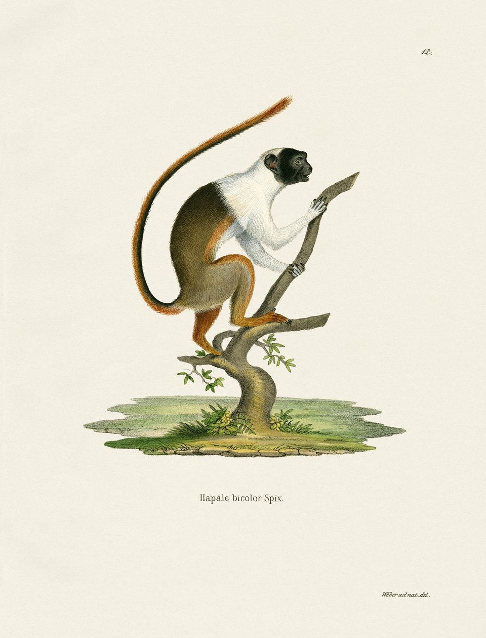 Pied Tamarin (farget gravering) av German School