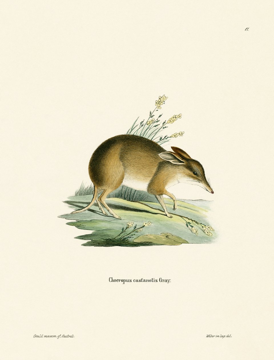 Pig-footed Bandicoot (farget gravering) av German School