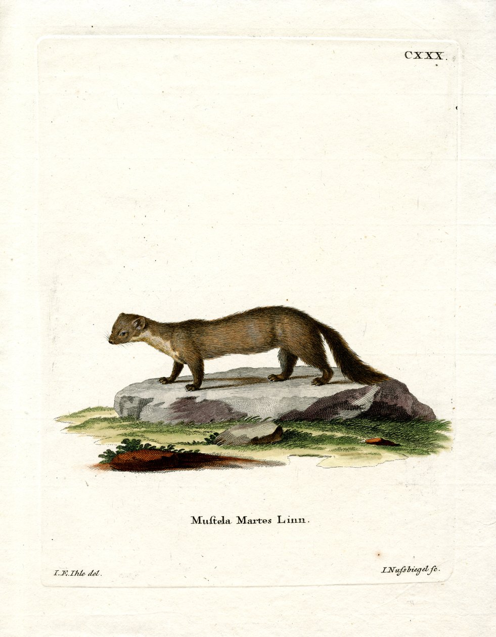 Pine Marten (farget gravering) av German School