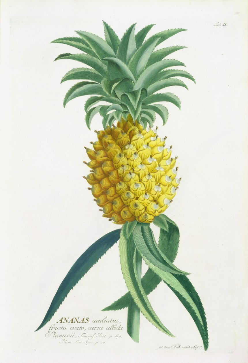 Ananas gravert av Johann Jakob Haid (1704-67) av German School