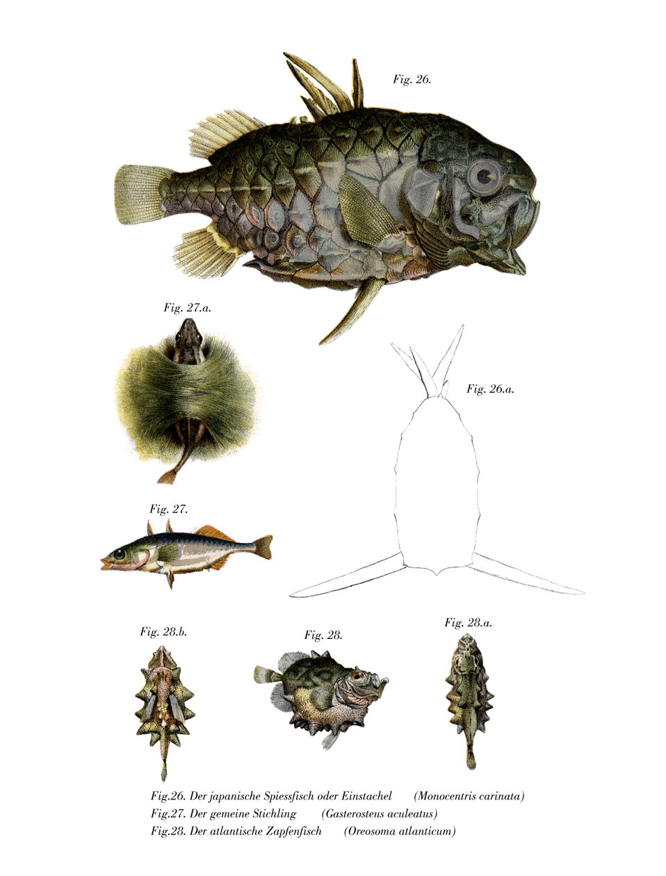 Pineconefish (farge litho) av German School
