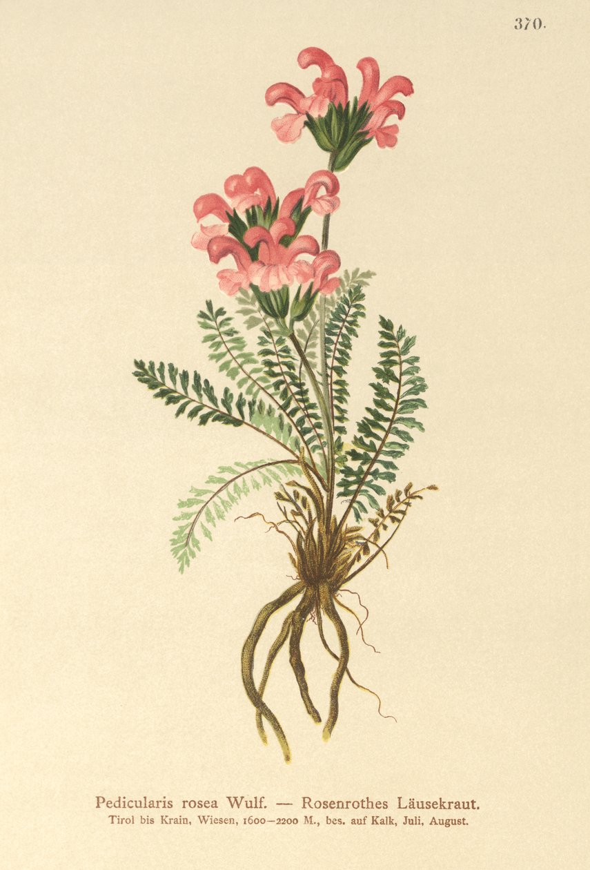 Rosa lusseurt (Pedicularis rosea) av German School