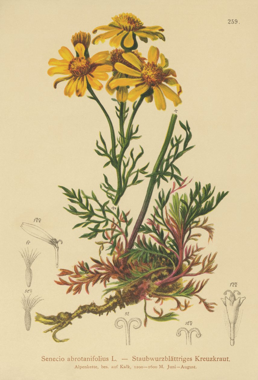 Pinnate-leaved Ragwort (Senecio abrotanifolius, Jacobaea abrotanifolia) av German School