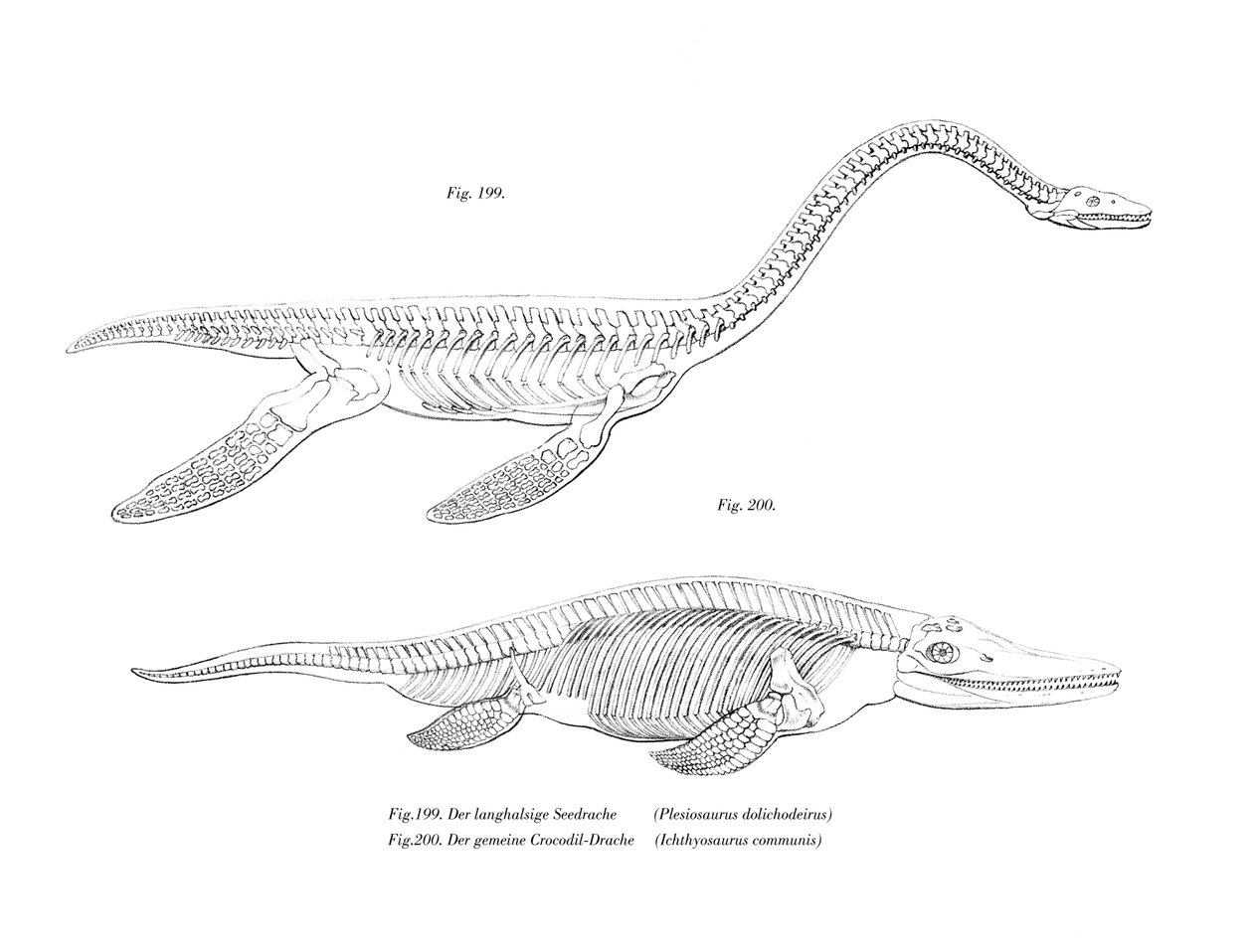 Plesiosaur (farge litho) av German School