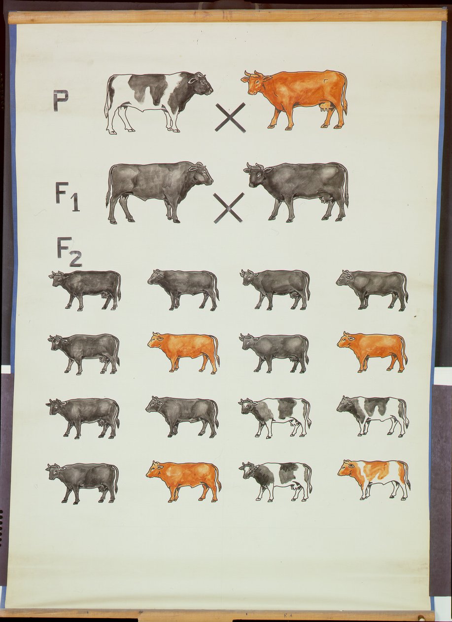 Plakat som demonstrerer Mendels Law in Cattle av German School