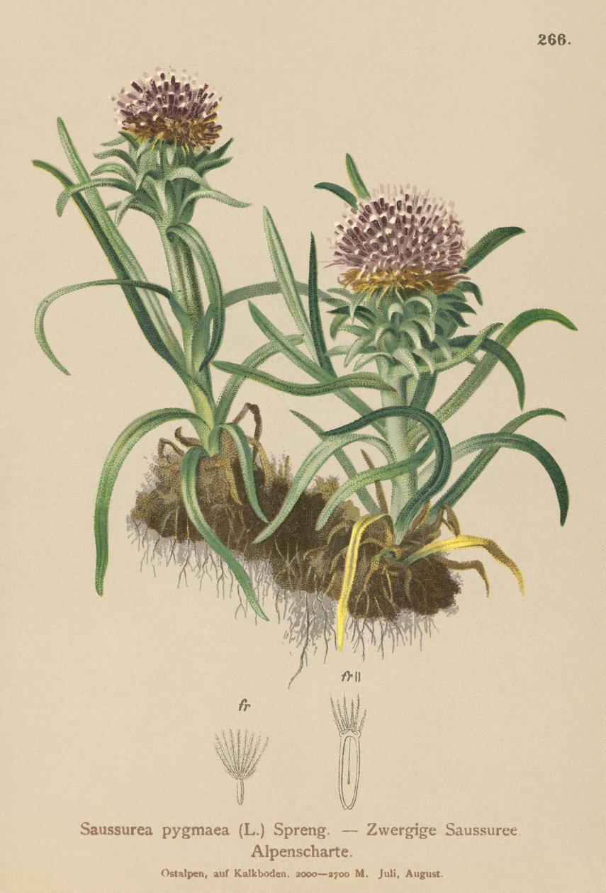 Pygmy Saussurea (Saussurea pygmaea) av German School