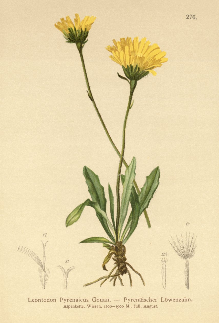 Pyreneisk hakkbit (Leontodon Pyrenaicum, Leontodon Pyrenaicus, ) av German School