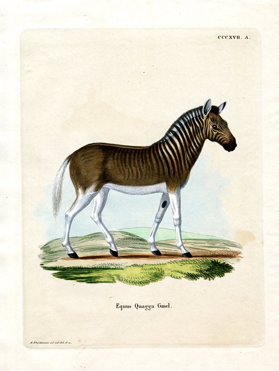 Quagga (farget gravering) av German School