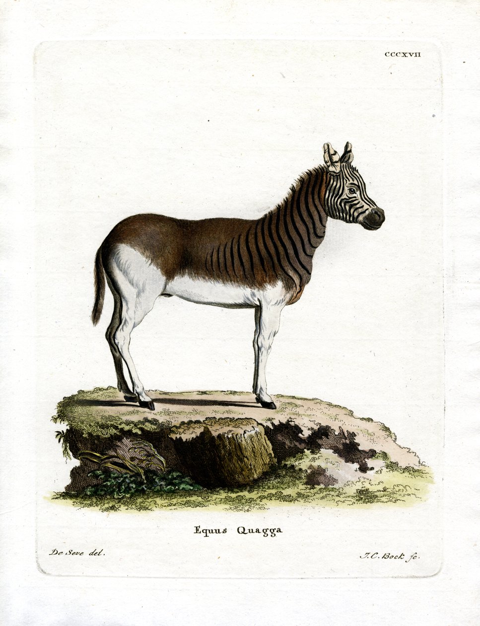 Quagga (farget gravering) av German School